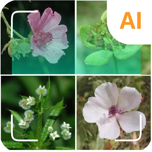 植物識別子